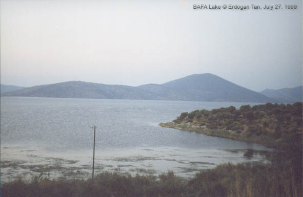 Bafa G�l� [ S�ke-Milas yolu �zerinde... �ami�i G�l� ]