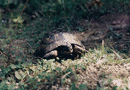July 28, 2000. On mountain paths.